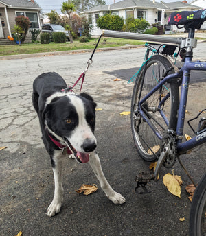 MBB Dog Runners - Moved By Bikes (MBB)