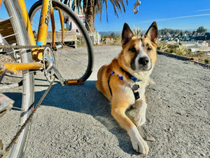 MBB Dog Runners - Moved By Bikes (MBB)