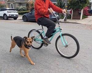 MBB Dog Runners - Moved By Bikes (MBB)